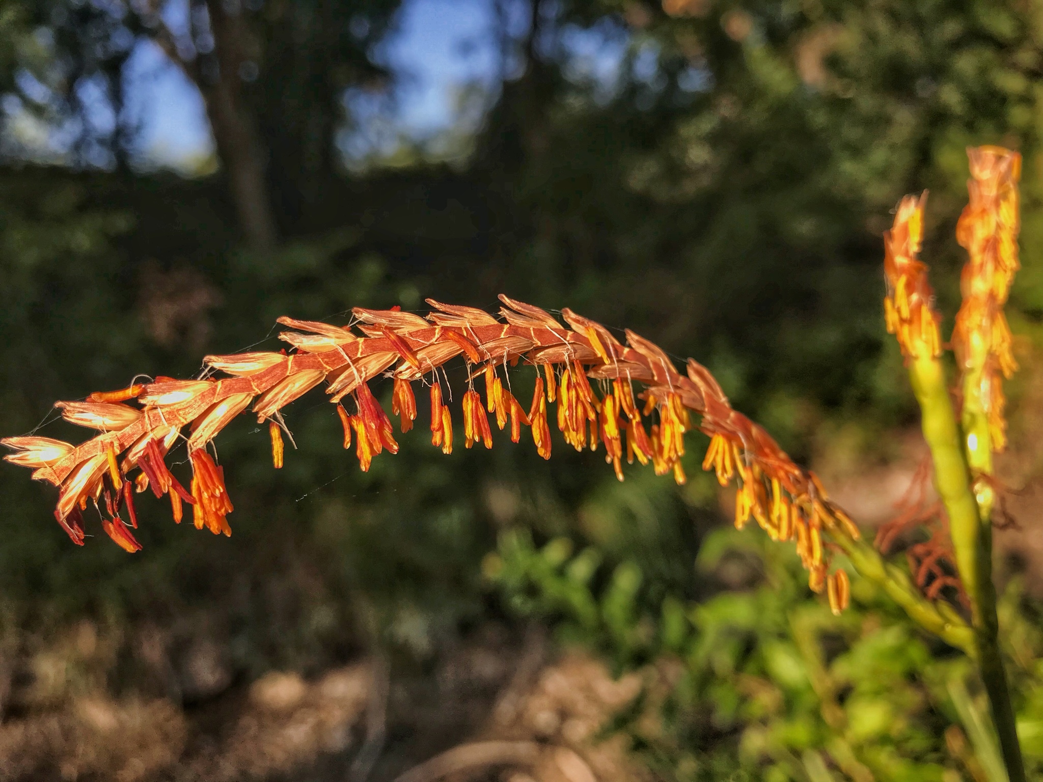Tripsacum dactyloides