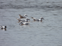 Chroicocephalus genei