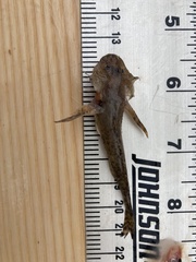 Cottus ricei