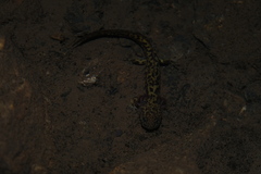 Paradactylodon persicus