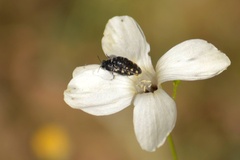 Acmaeodera bipunctata bipunctata