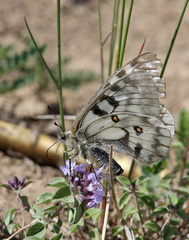 Parnassius ariadne