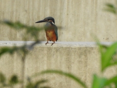 Alcedo atthis