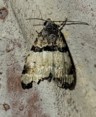 Cobubatha dividua