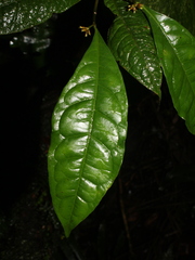 Eumachia haematocarpa