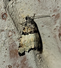 Cobubatha dividua