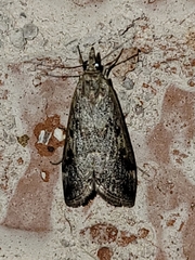 Loxostege allectalis