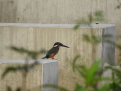 Alcedo atthis