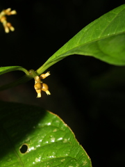 Eumachia haematocarpa
