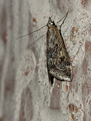 Loxostege allectalis