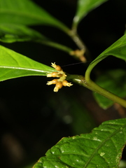 Eumachia haematocarpa