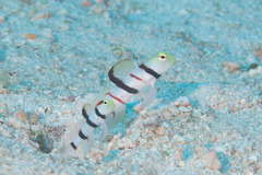 Stonogobiops dracula