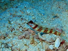 Amblyeleotris periophthalmus