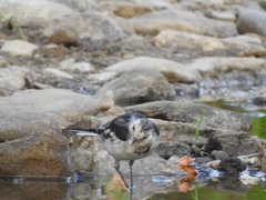 Motacilla alba
