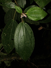 Miconia dorsiloba