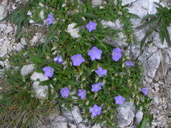 Campanula raineri