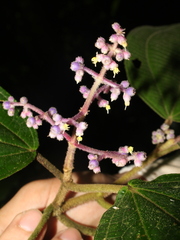 Miconia dorsiloba