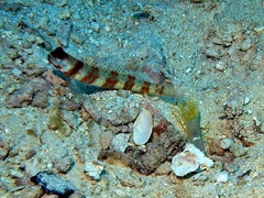 Amblyeleotris periophthalmus