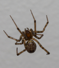 Steatoda castanea