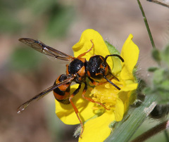 Pterocheilus sibiricus