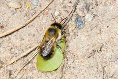 Megachile versicolor