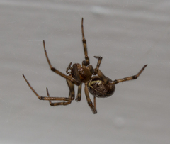 Steatoda castanea