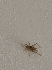 Gryllomorpha