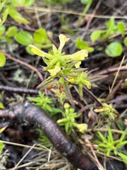 Pedicularis labradorica