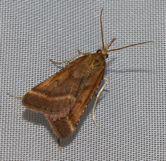 Synaphe punctalis