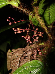 Miconia formicosetosa