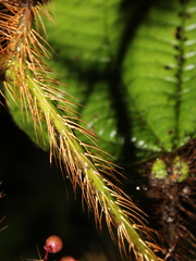Miconia formicosetosa