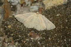 Cyclophora suppunctaria