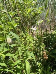 Stachys hyssopifolia
