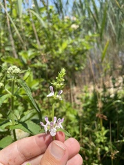 Stachys hyssopifolia