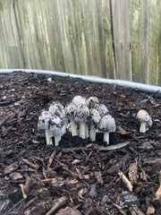 Coprinopsis annulopora