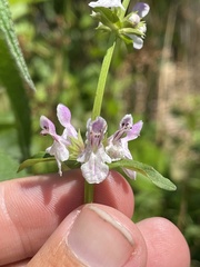 Stachys hyssopifolia