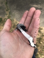 Coprinopsis annulopora