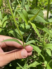 Stachys hyssopifolia
