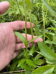 Pedicularis verticillata