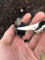 Coprinopsis annulopora