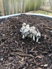 Coprinopsis annulopora