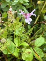 Pedicularis verticillata