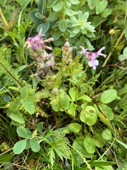 Pedicularis verticillata