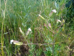Silene latifolia alba