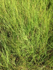 Limonium carolinianum