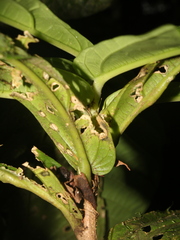Quararibea pumila