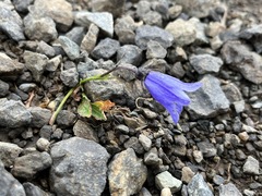 Campanula lasiocarpa