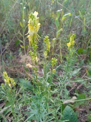 Linaria vulgaris