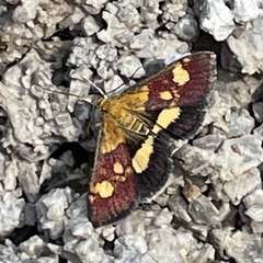 Pyrausta falcatalis