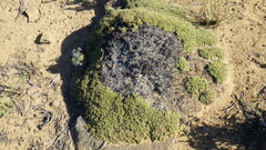 Crassula dependens